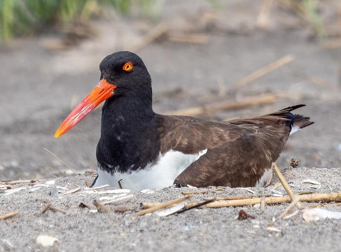 Un ostrero americano sobre su nido en la playa del Fuerte Tilden