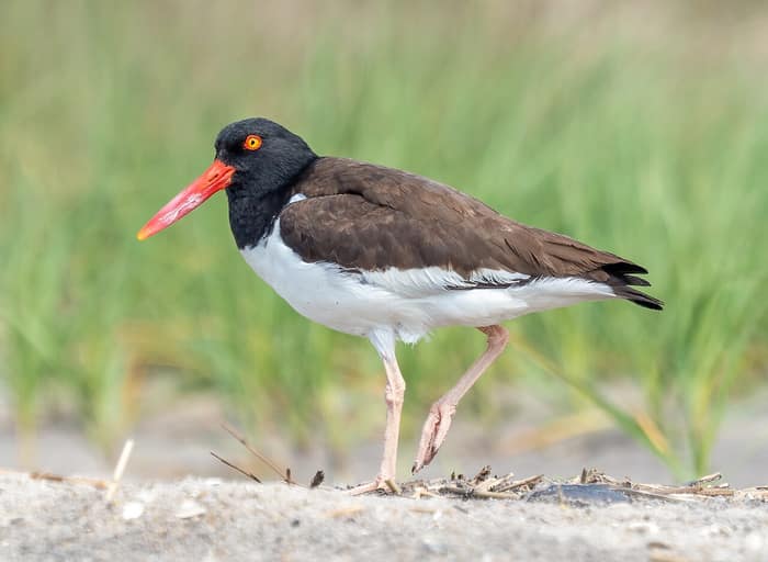 Un ostrero americano en la playa del Fuerte Tilden